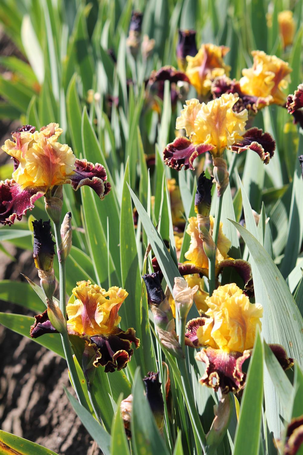 Photo of Border Bearded Iris (Iris 'Boy Genius') uploaded by ARUBA1334