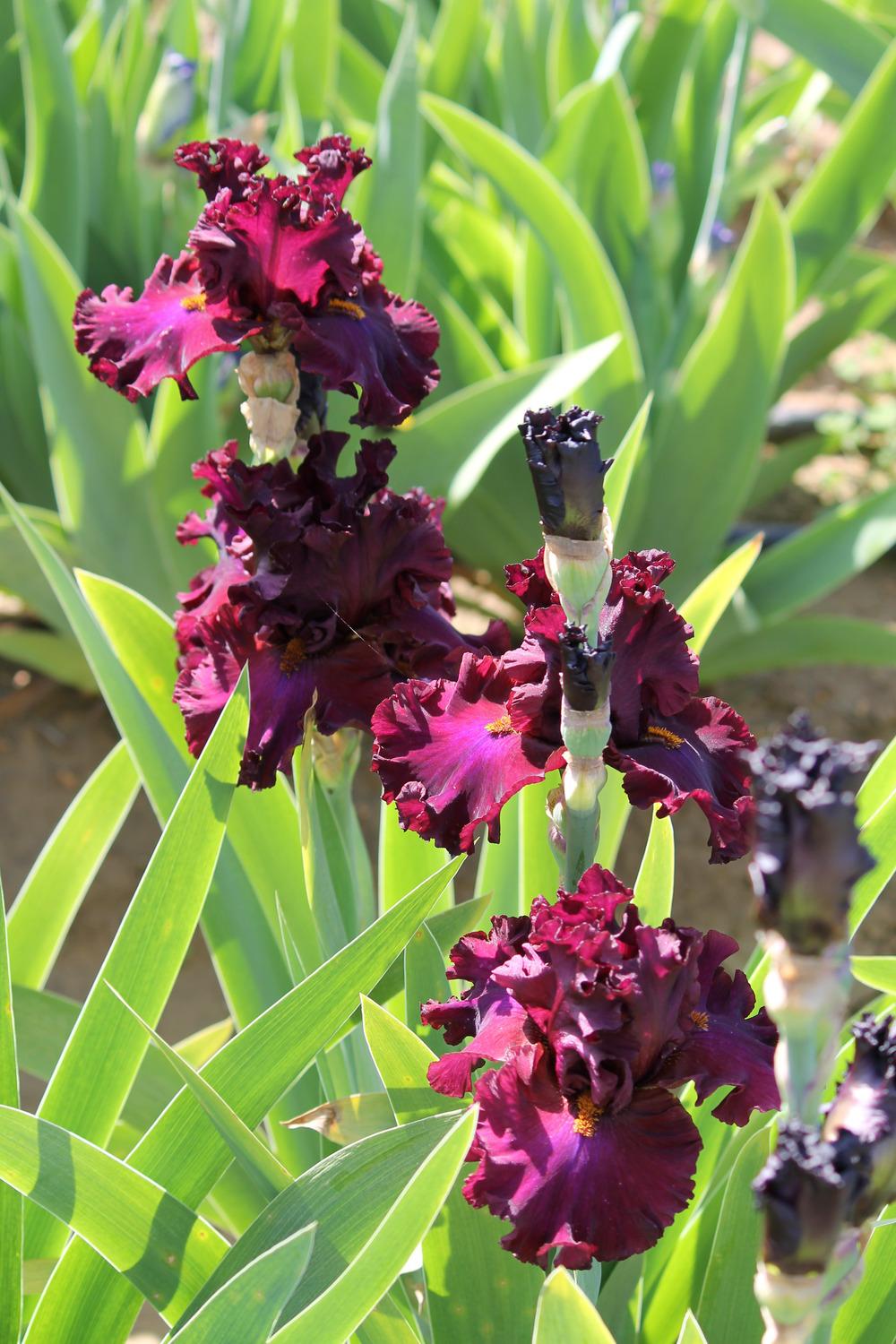 Photo of Tall Bearded Iris (Iris 'Red Skies') uploaded by ARUBA1334