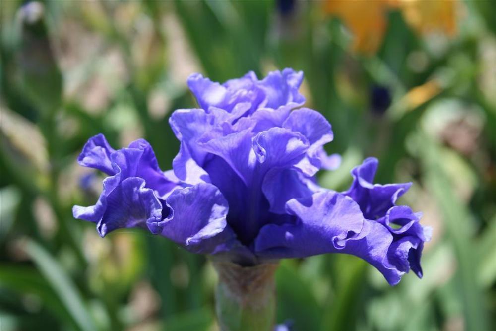 Photo of Tall Bearded Iris (Iris 'Sea Power') uploaded by KentPfeiffer