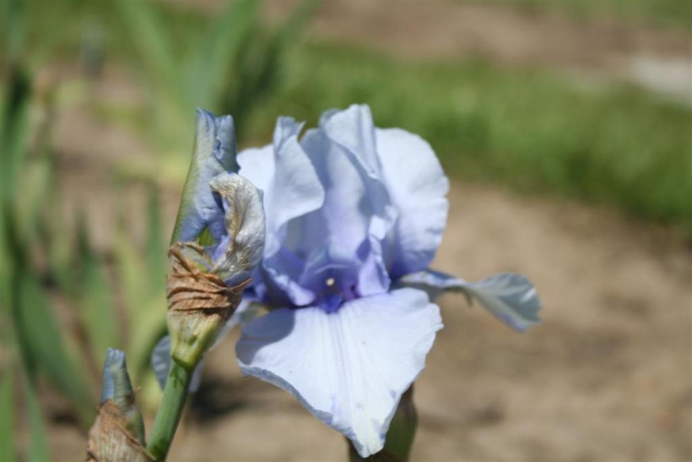 Photo of Tall Bearded Iris (Iris 'Codicil') uploaded by KentPfeiffer