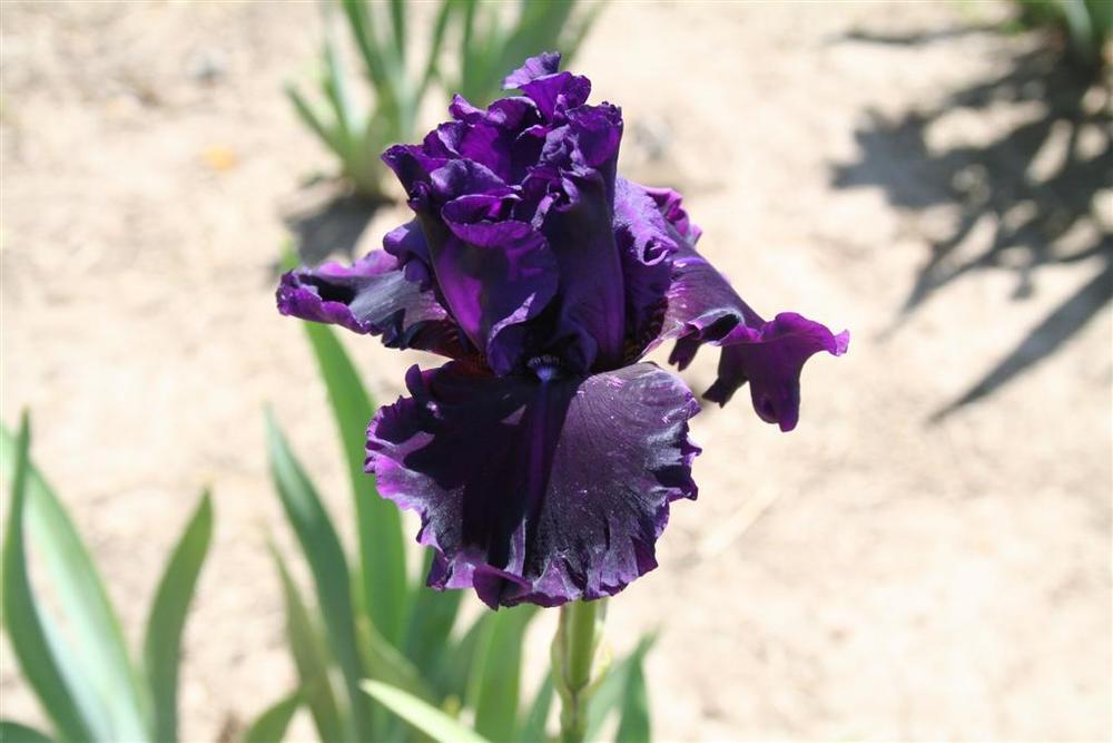 Photo of Tall Bearded Iris (Iris 'Dream Express') uploaded by KentPfeiffer