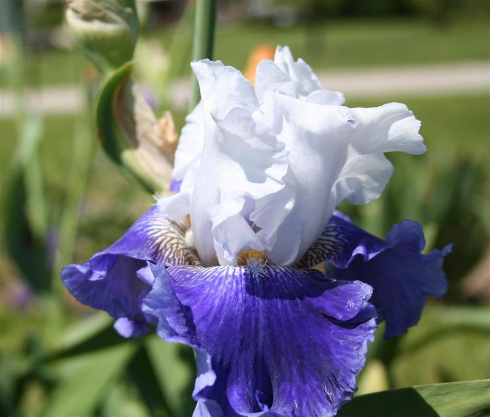 Photo of Tall Bearded Iris (Iris 'Cascadian Rhythm') uploaded by KentPfeiffer
