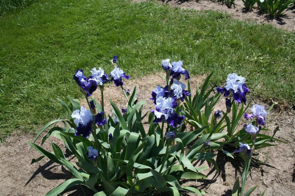 Photo of Tall Bearded Iris (Iris 'World Premier') uploaded by KentPfeiffer
