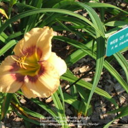 Location: Lebanon, OH
Date: 2005-07-07
Taken at Dan and Jackie Bachman's Valley of the Daylilies 7/7/05