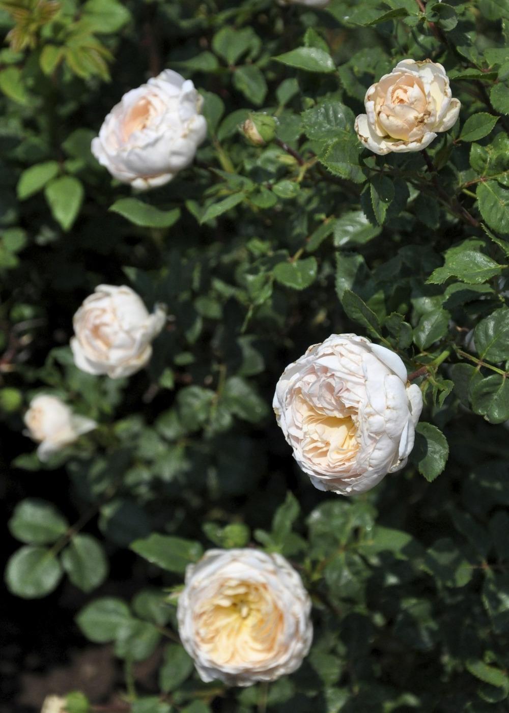 Photo of Rose (Rosa 'Crocus Rose') uploaded by Steve812