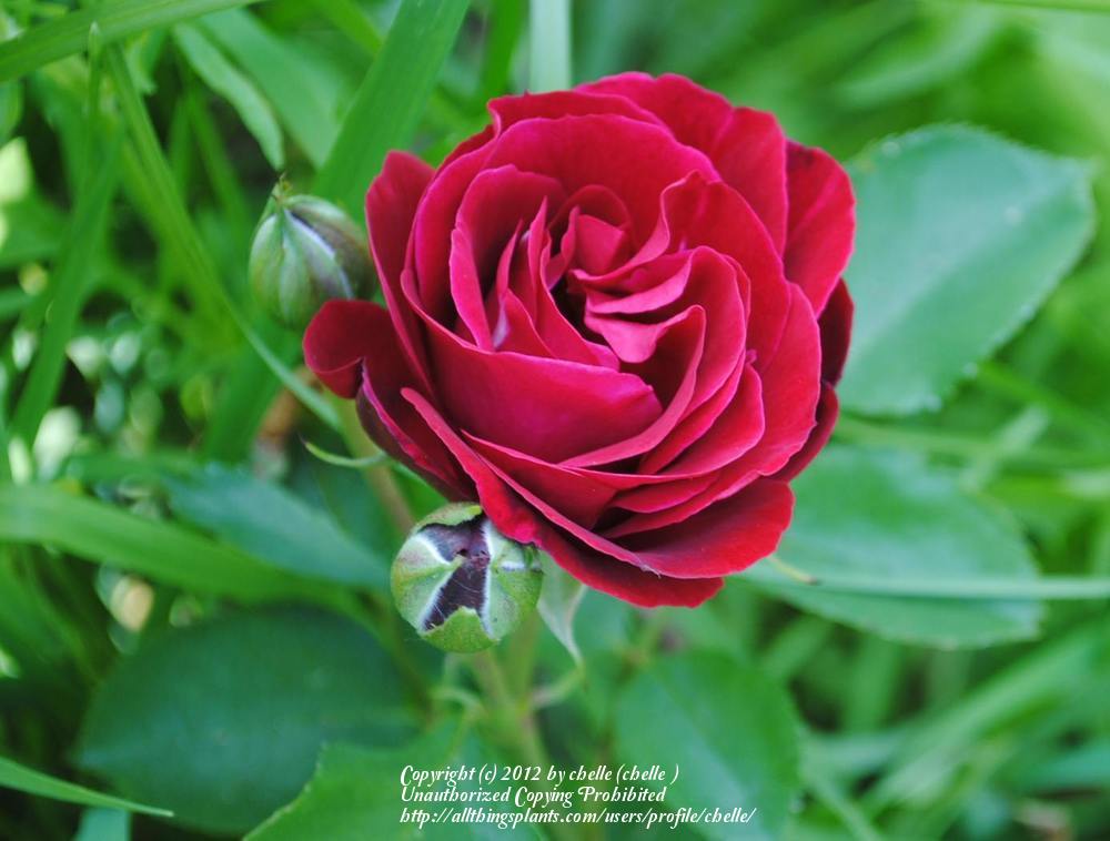 Photo of Rose (Rosa 'Red Fountain') uploaded by chelle