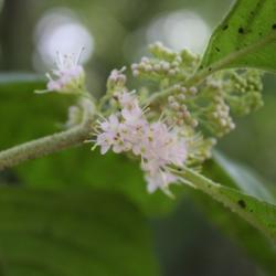 Location: Fountain, Florida
Date: 2012-05-25
shows blooms plus buds at various stages of maturity
