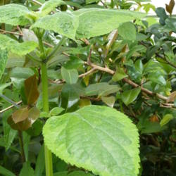 Location: my garden zone 7b NC
Date: 2012-05-25
showing the variegated leaves