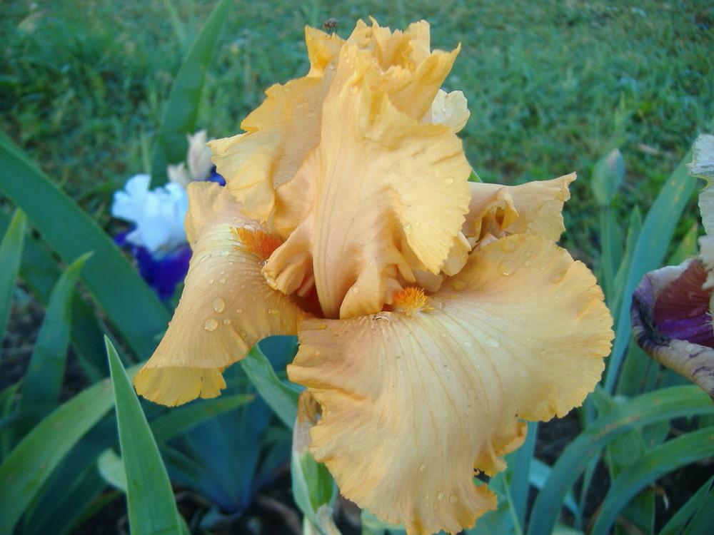 Photo of Tall Bearded Iris (Iris 'Thai Orange') uploaded by tveguy3