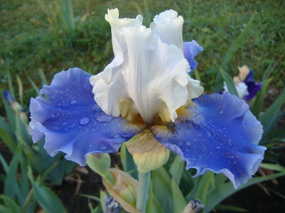 Photo of Tall Bearded Iris (Iris 'Silk Road') uploaded by tveguy3