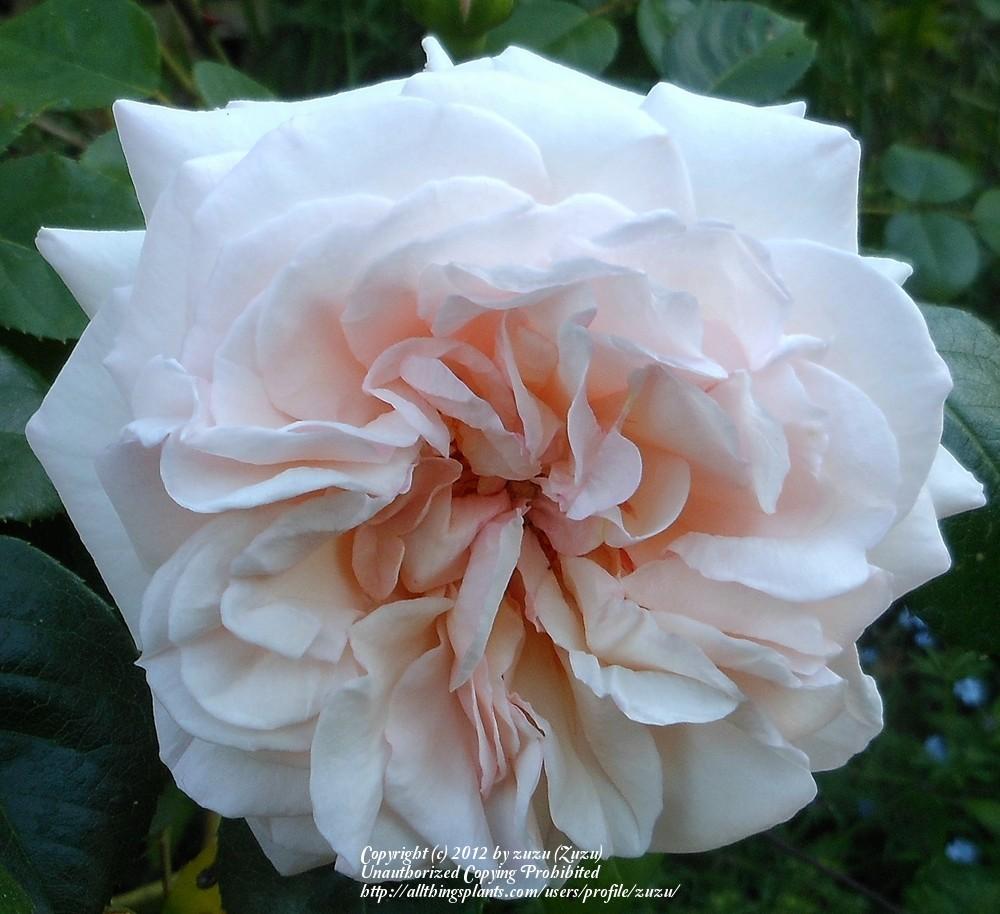 Photo of Rose (Rosa 'Emanuel') uploaded by zuzu