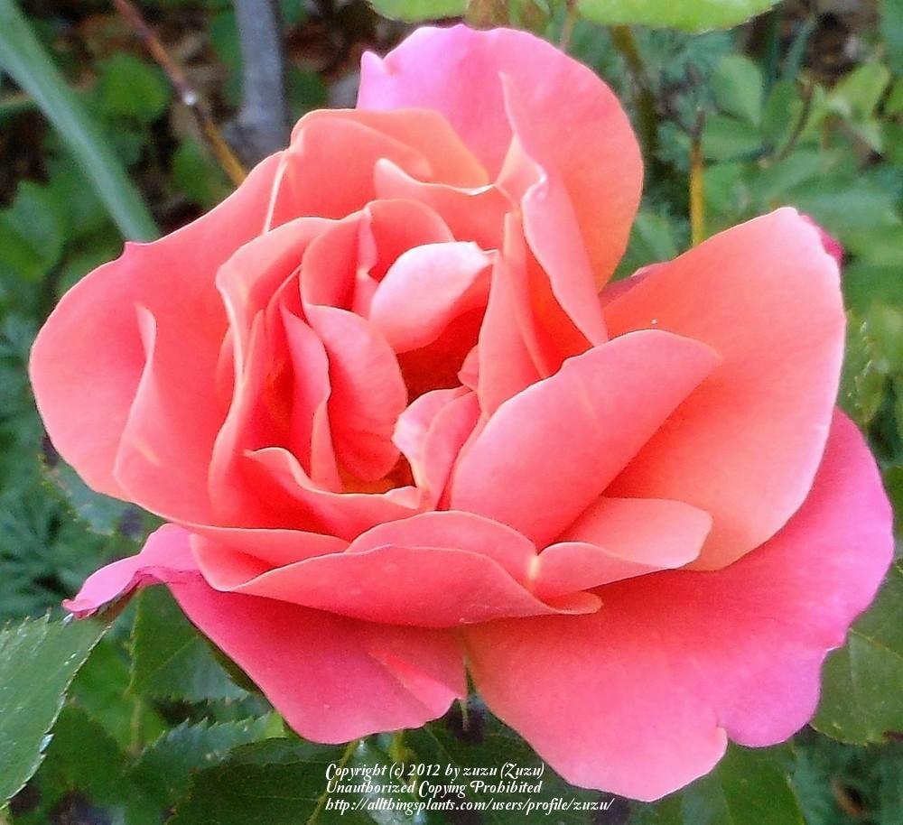 Photo of Rose (Rosa 'Disneyland Rose') uploaded by zuzu