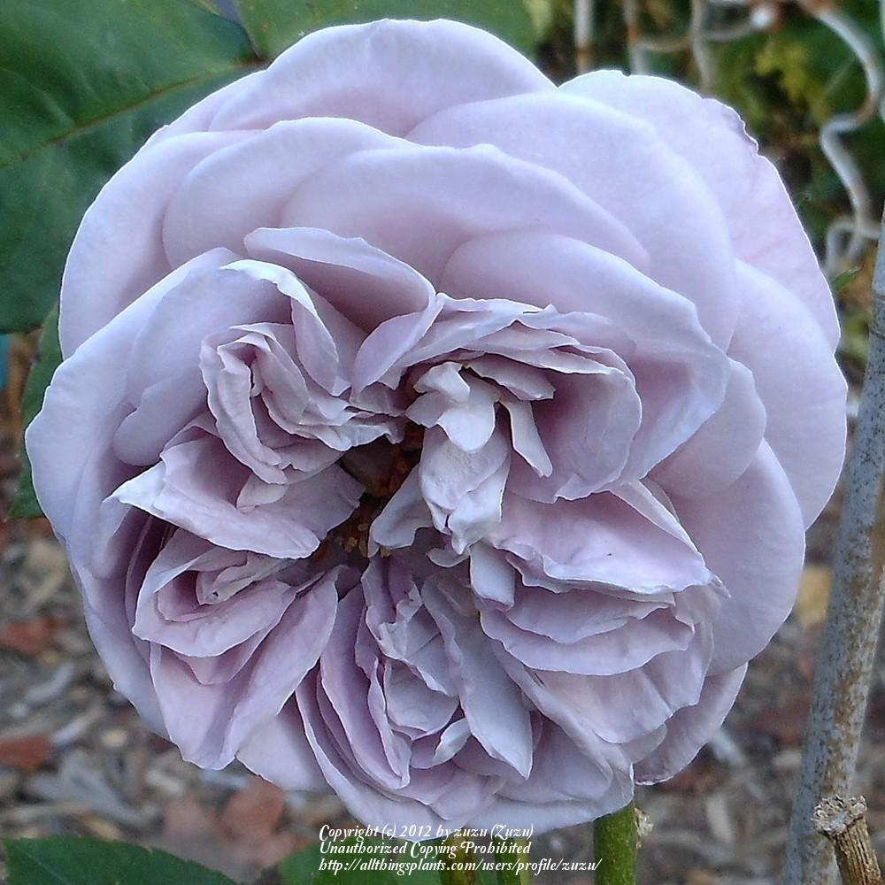 Photo of Rose (Rosa 'Gletscher') uploaded by zuzu