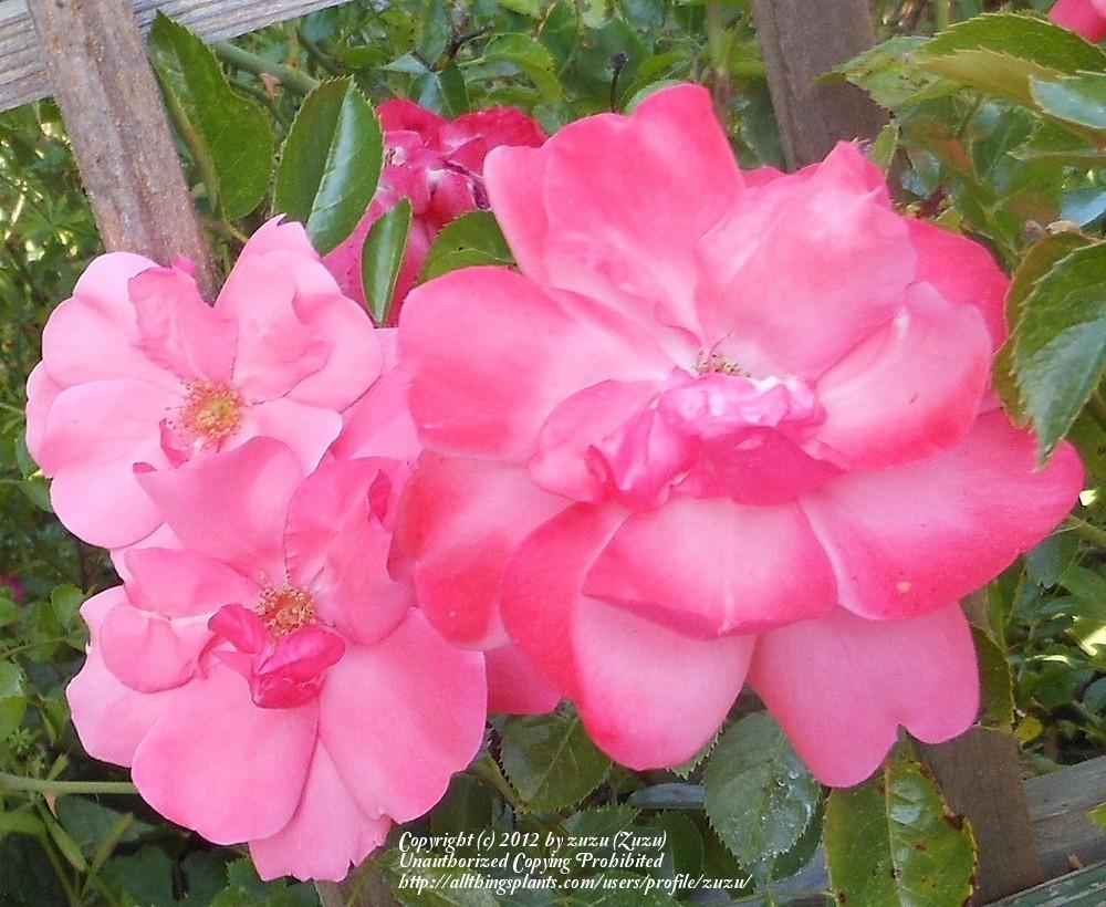 Photo of Rose (Rosa 'Lady Elsie May') uploaded by zuzu