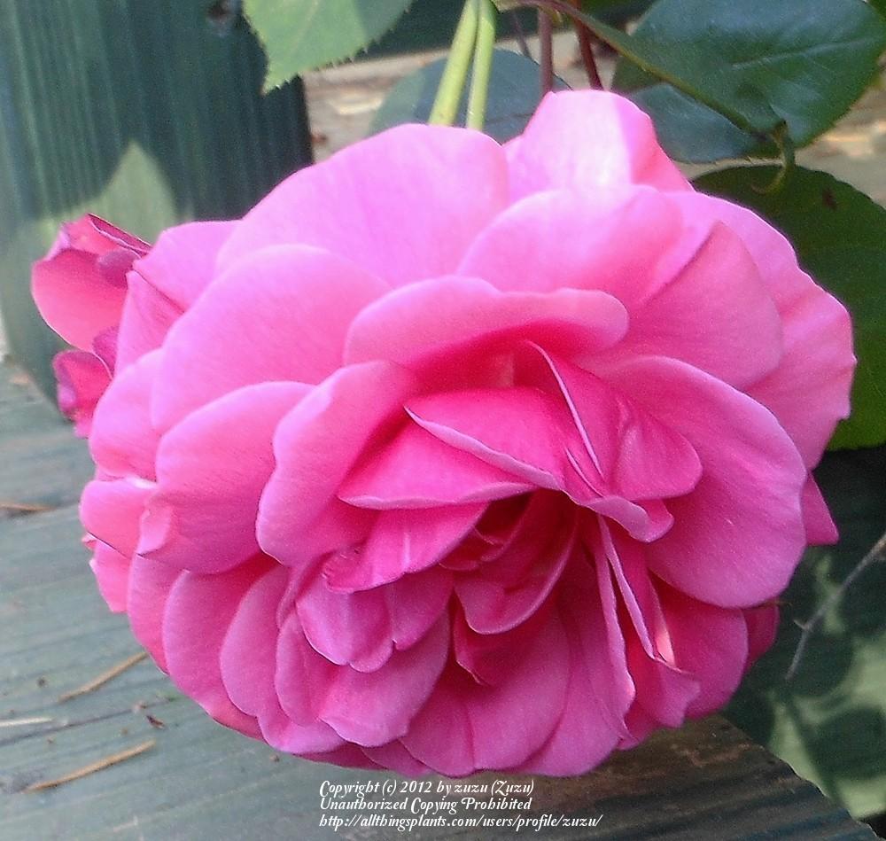 Photo of Rose (Rosa 'Etude') uploaded by zuzu