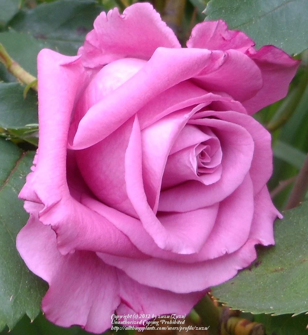 Photo of Rose (Rosa 'Fragrant Plum') uploaded by zuzu
