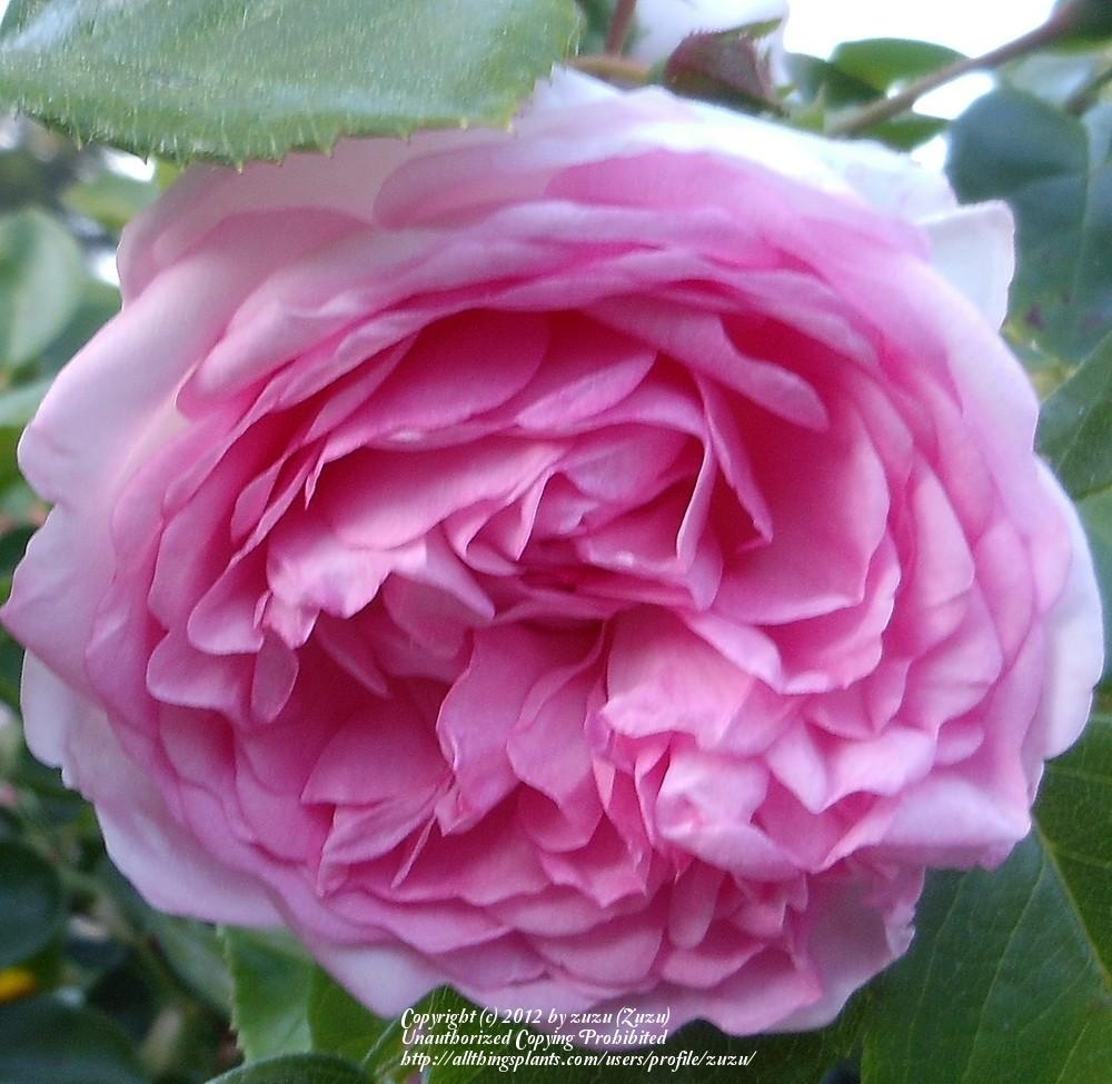 Photo of Rose (Rosa 'Jasmina') uploaded by zuzu