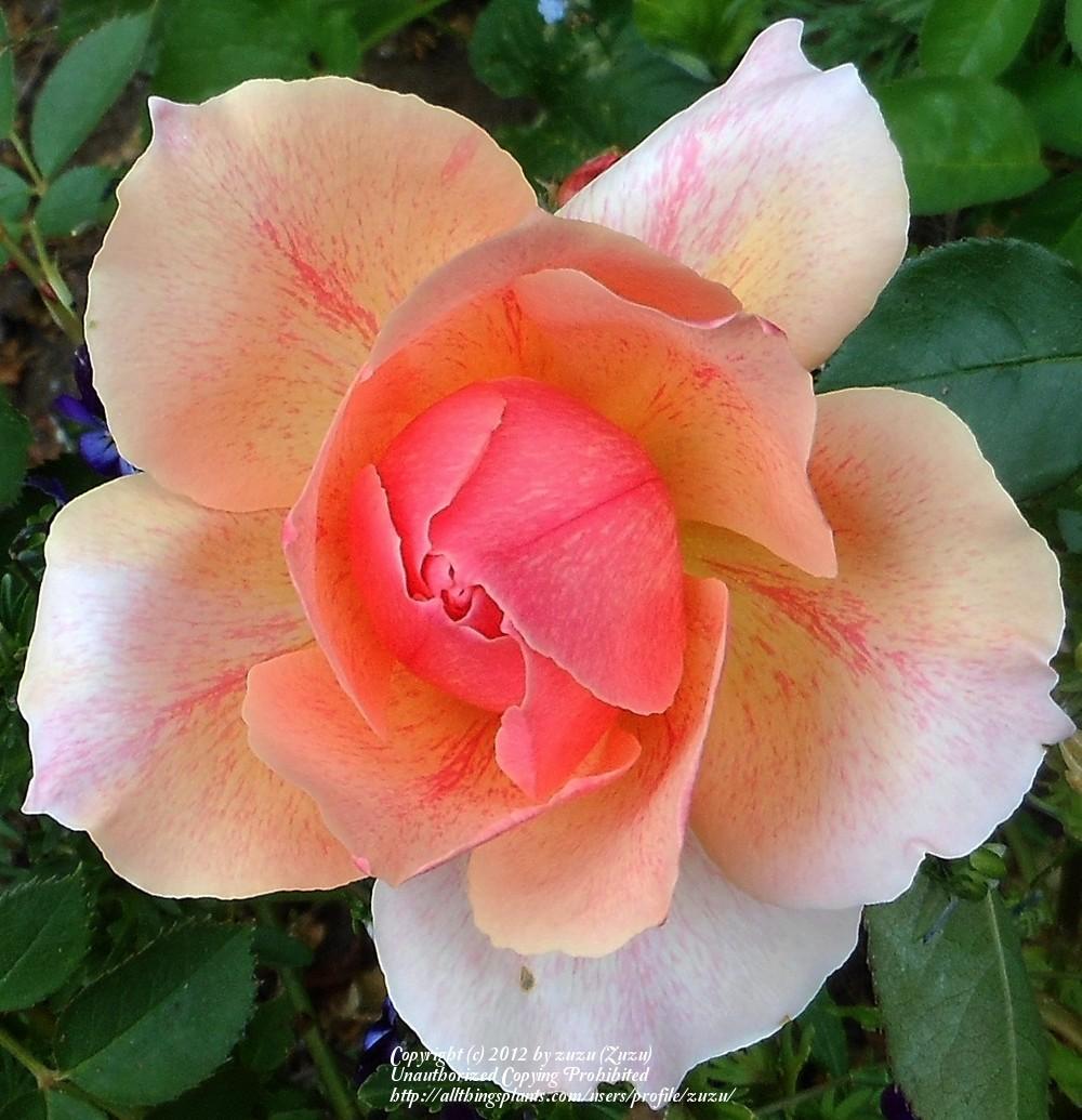 Photo of Rose (Rosa 'Incredible') uploaded by zuzu