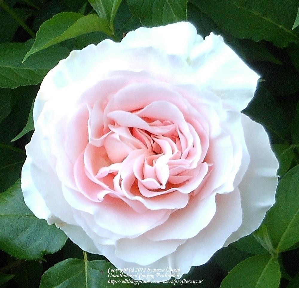 Photo of Rose (Rosa 'Johann Strauss') uploaded by zuzu