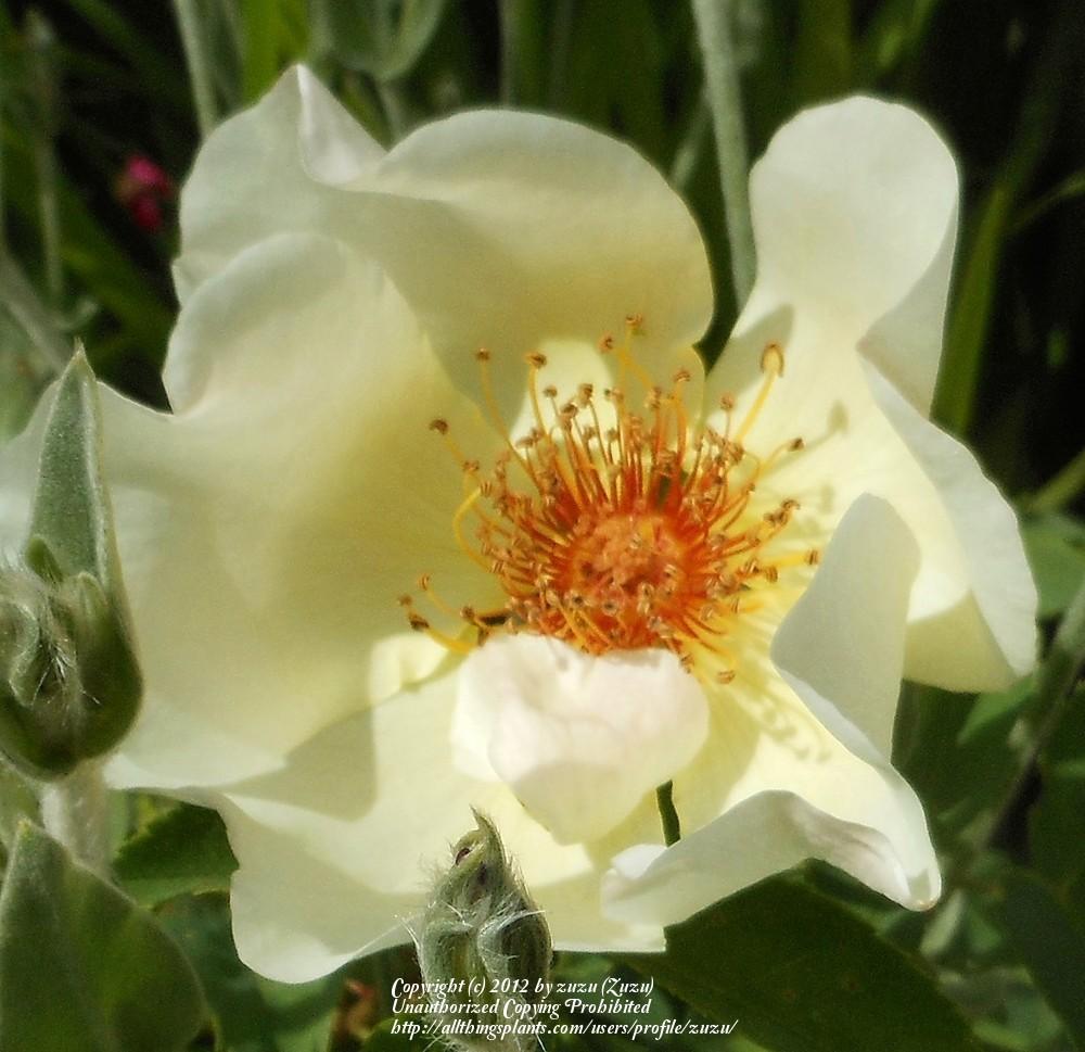 Photo of Rose (Rosa 'Golden Wings') uploaded by zuzu