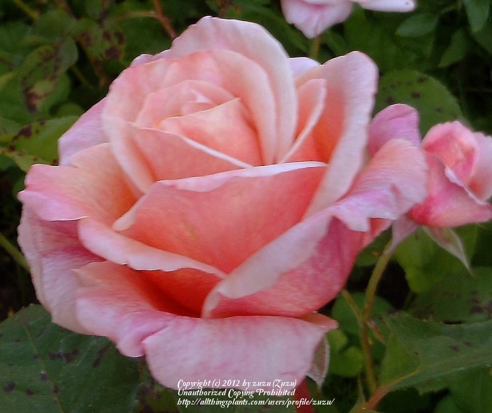 Photo of Rose (Rosa 'Dorcas') uploaded by zuzu