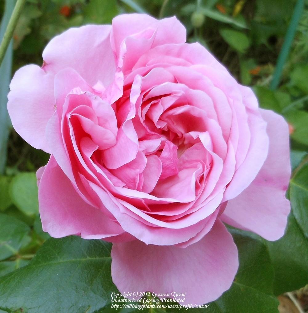 Photo of Rose (Rosa 'Comtesse de Segur') uploaded by zuzu