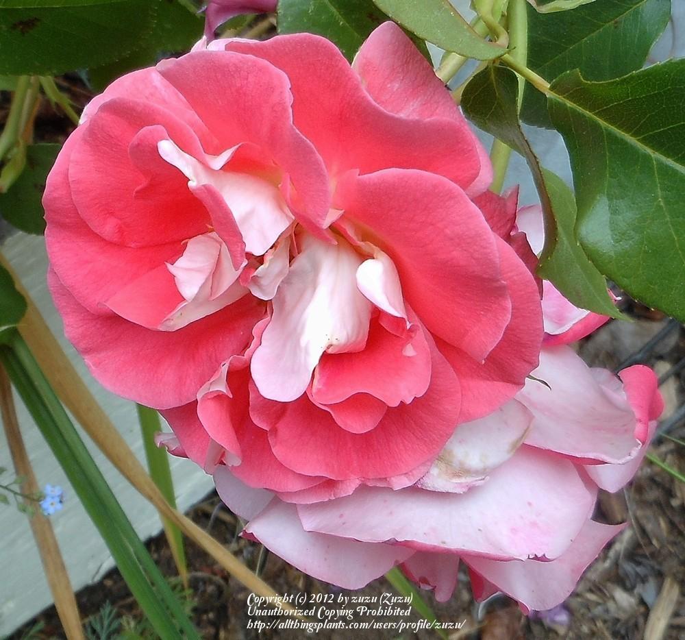 Photo of Rose (Rosa 'Celine Delbard') uploaded by zuzu