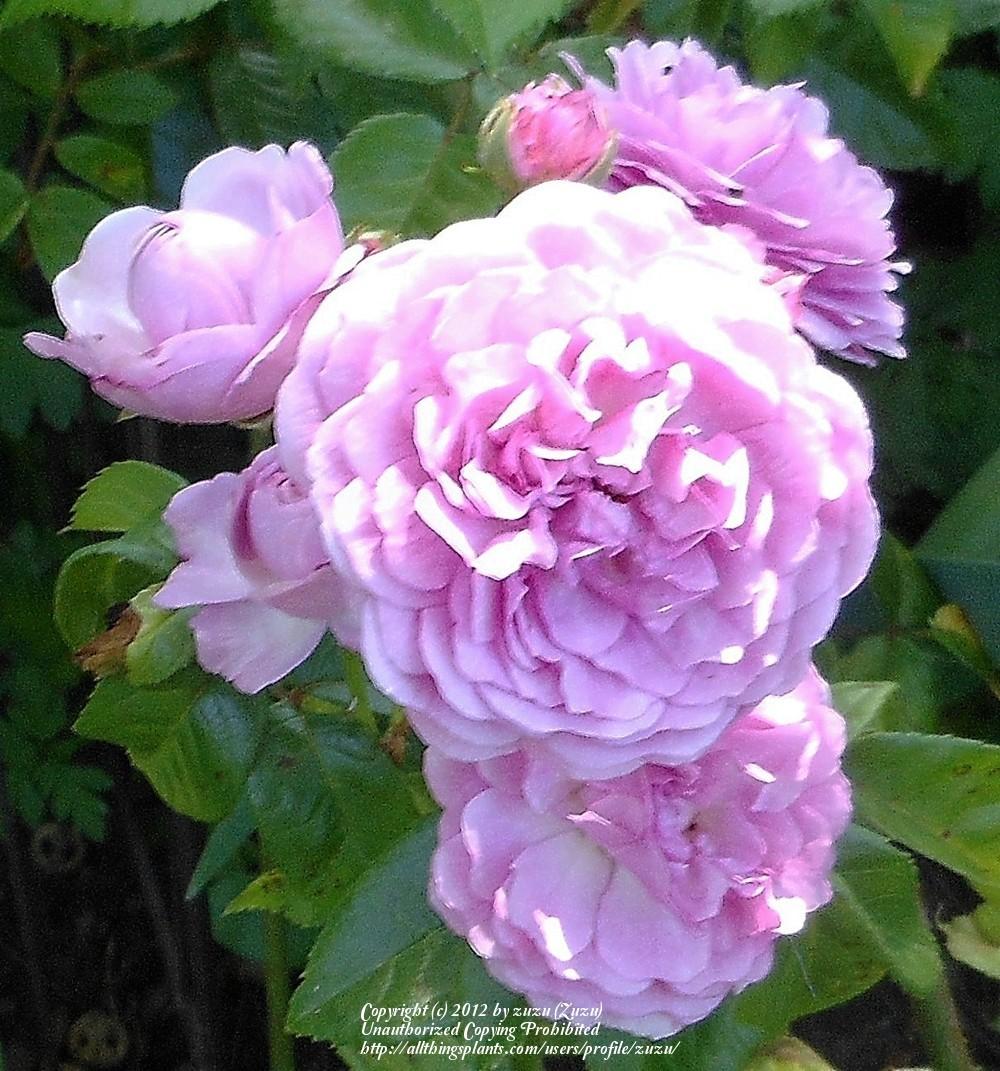 Photo of Rose (Rosa 'Excellenz von Schubert') uploaded by zuzu