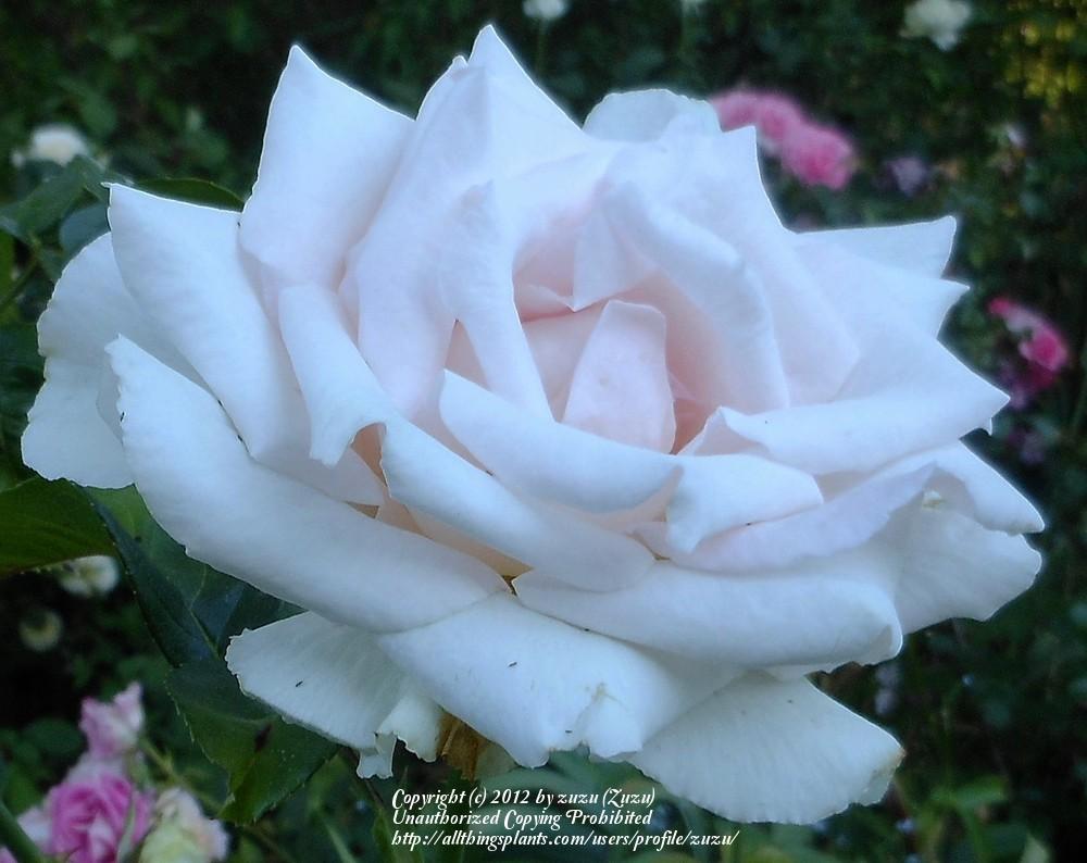 Photo of Rose (Rosa 'Classic Touch') uploaded by zuzu