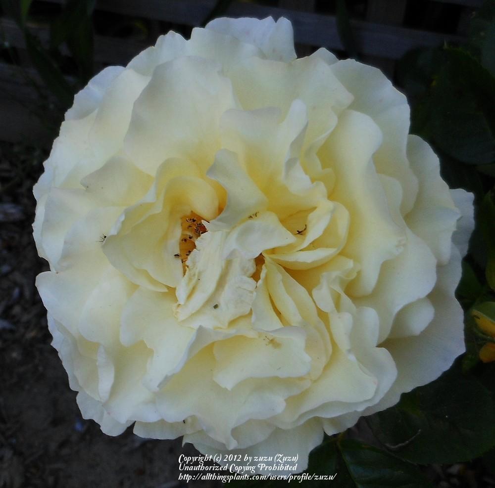 Photo of Rose (Rosa 'Full Moon Rising') uploaded by zuzu