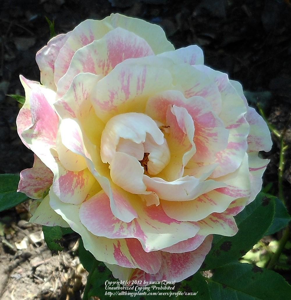 Photo of Rose (Rosa 'Rose des Cisterciens') uploaded by zuzu