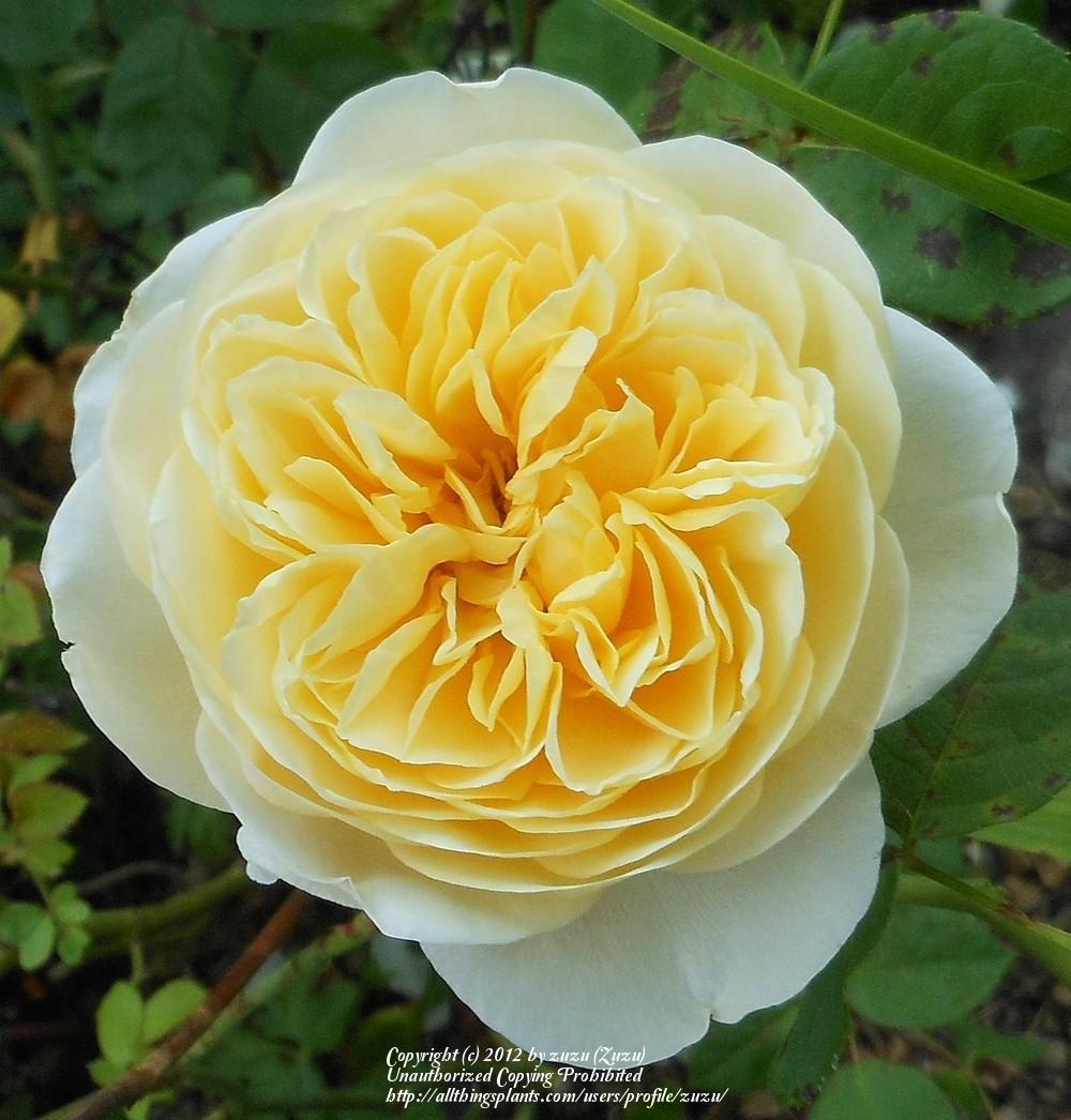 Photo of English Shrub Rose (Rosa 'Charlotte') uploaded by zuzu
