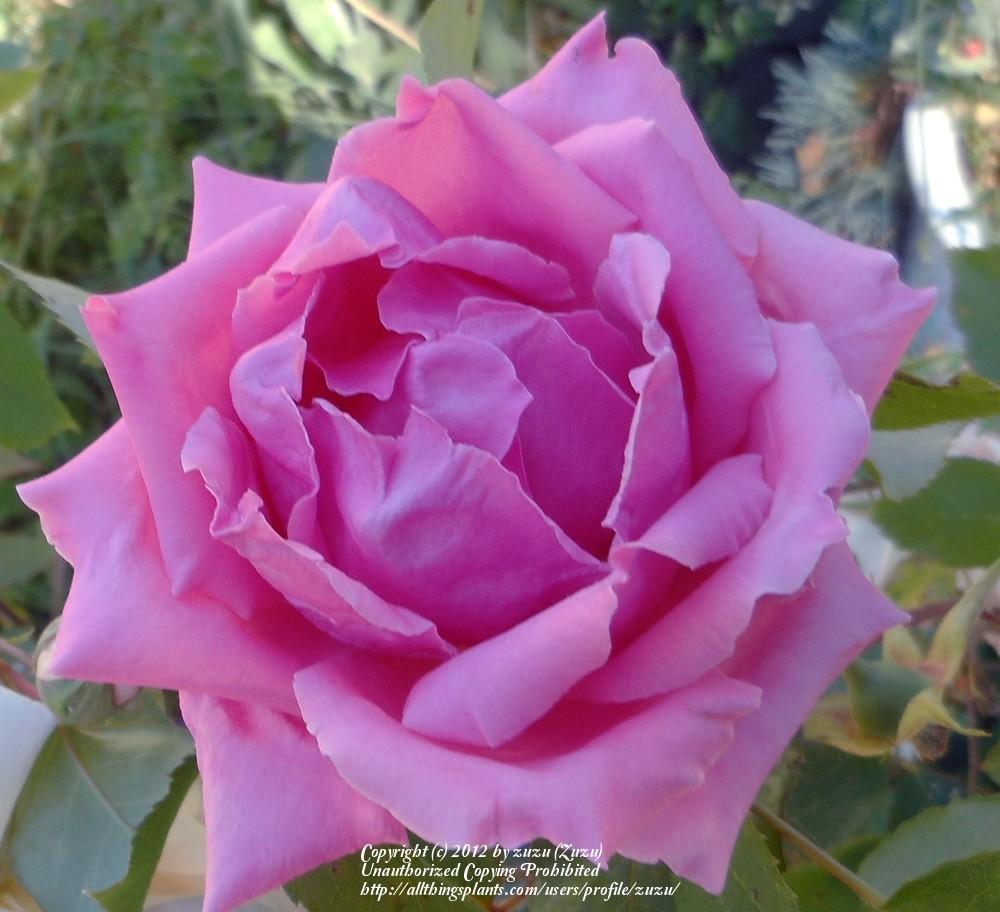 Photo of Rose (Rosa 'Lady Wenlock') uploaded by zuzu
