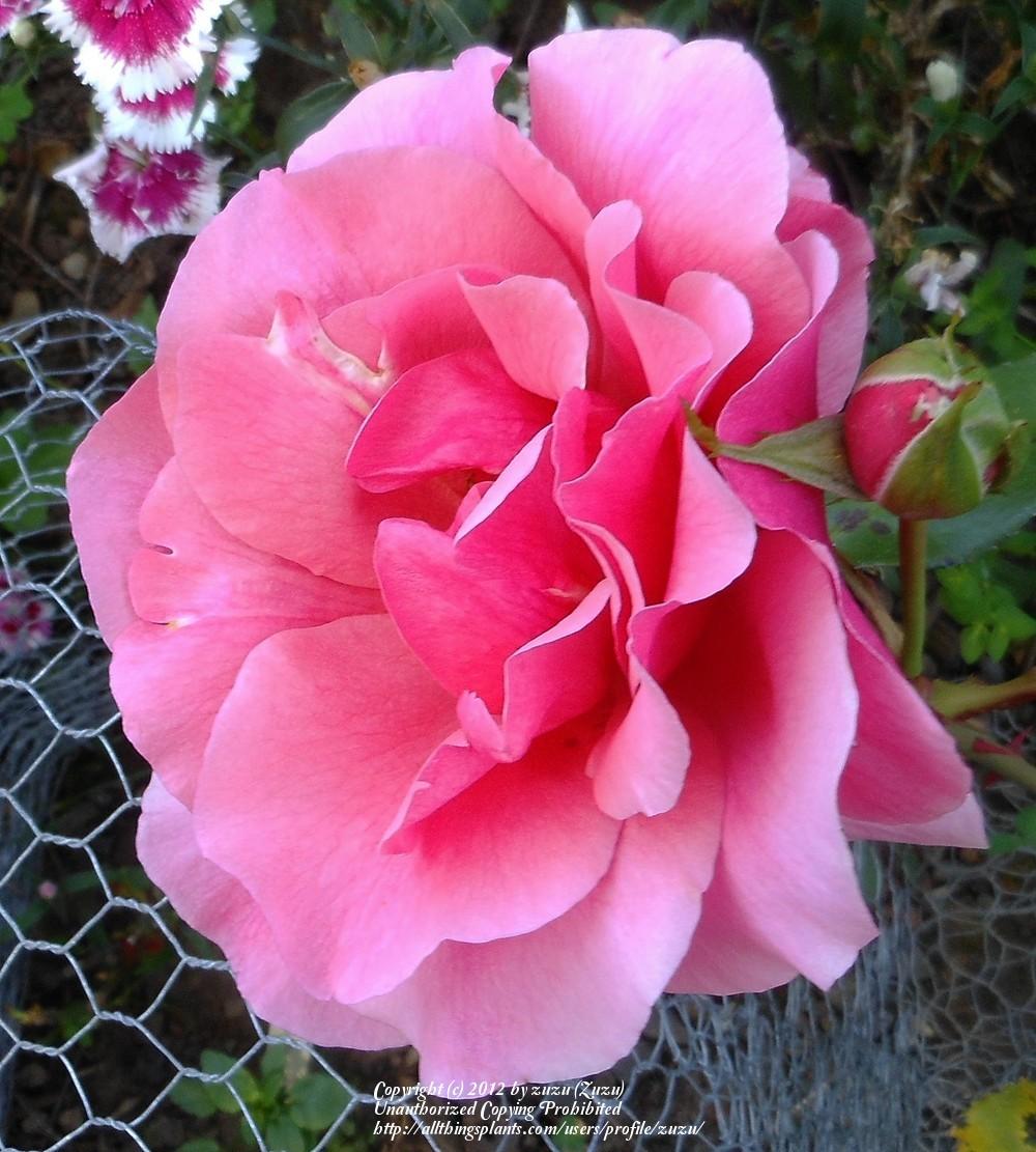 Photo of Rose (Rosa 'Duet') uploaded by zuzu