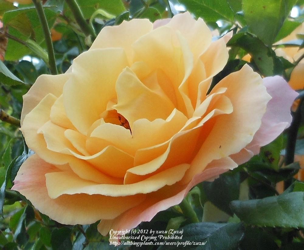Photo of Rose (Rosa 'Della Balfour') uploaded by zuzu