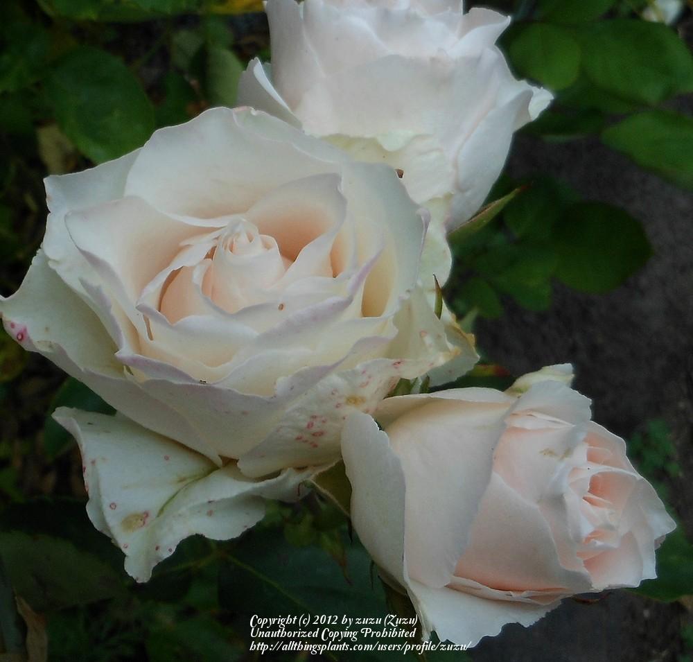 Photo of Rose (Rosa 'Hailstorm') uploaded by zuzu
