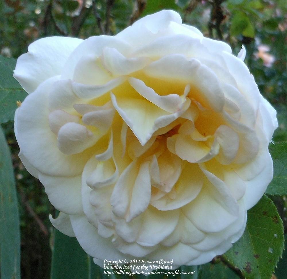 Photo of Rose (Rosa 'Edith Schurr') uploaded by zuzu