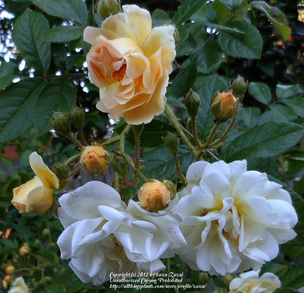 Photo of Rose (Rosa 'Ghislaine de Feligonde') uploaded by zuzu