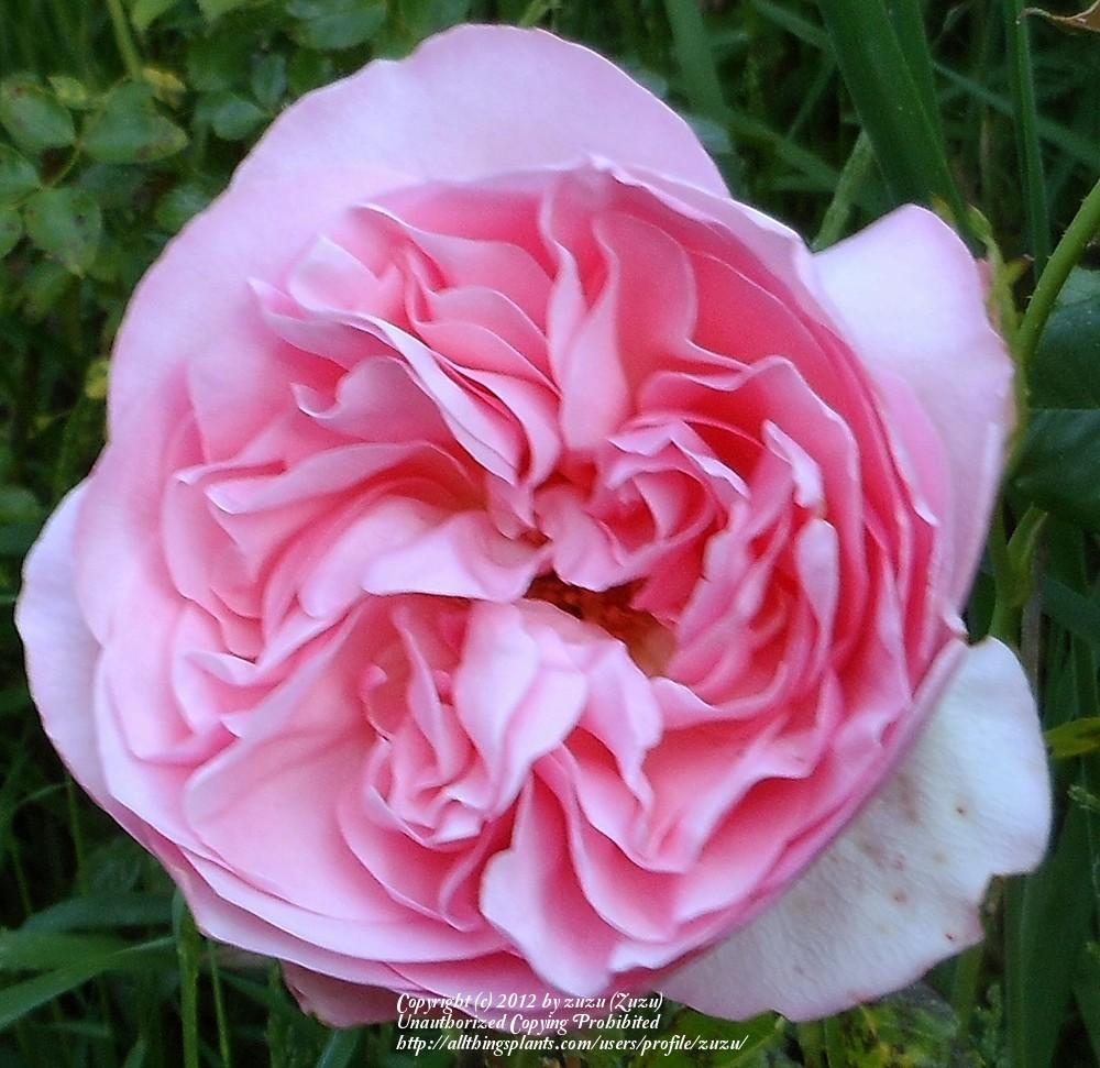 Photo of Rose (Rosa 'Guy de Maupassant') uploaded by zuzu
