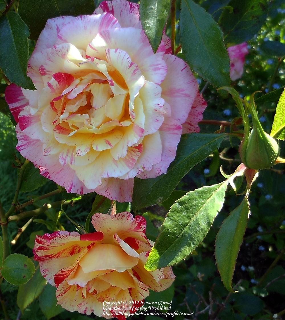 Photo of Rose (Rosa 'Camille Pissarro') uploaded by zuzu