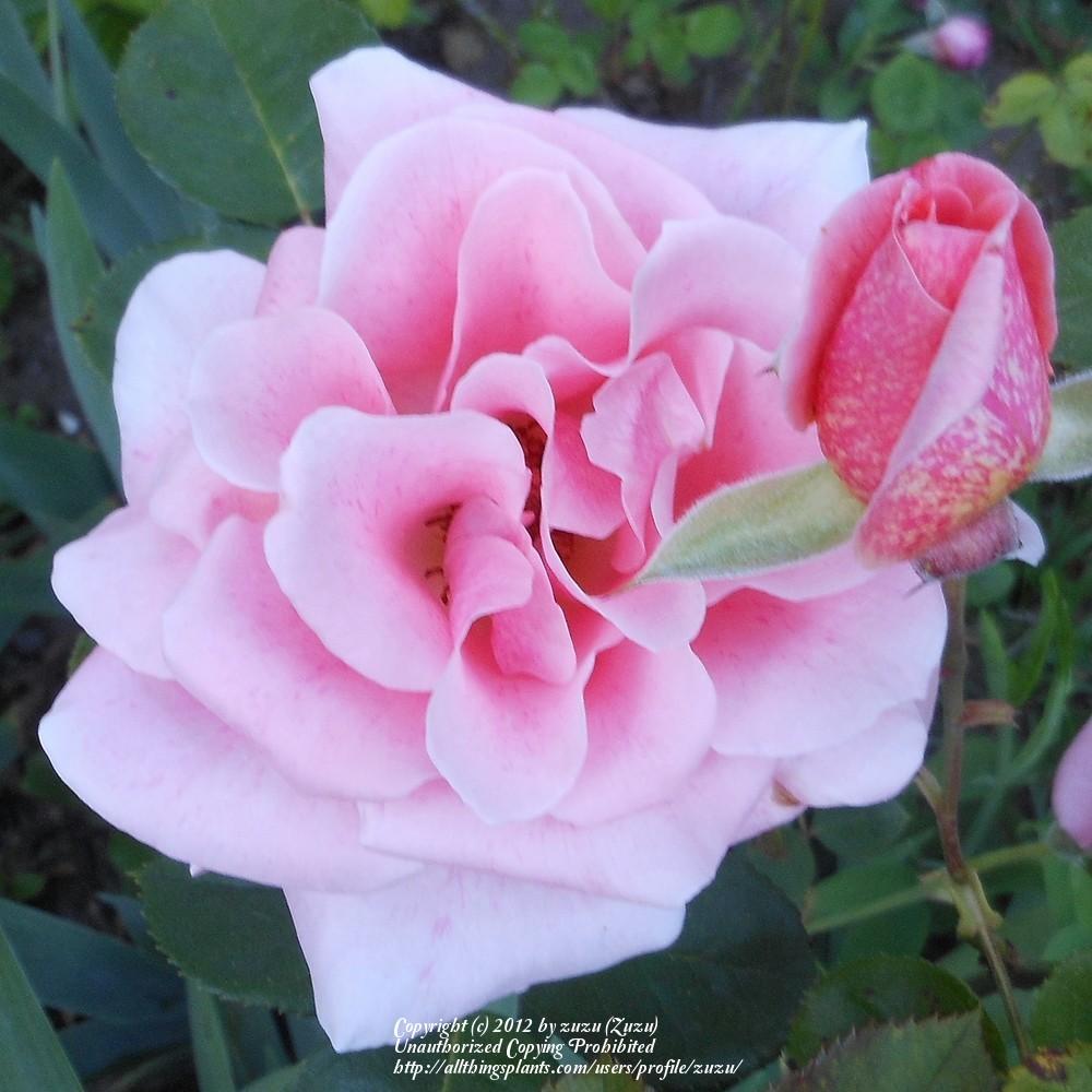 Photo of Rose (Rosa 'Freckles') uploaded by zuzu