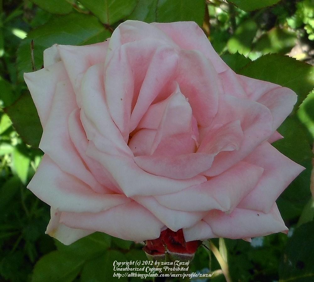 Photo of Rose (Rosa 'Flamingo') uploaded by zuzu