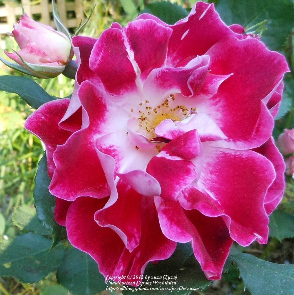 Photo of Rose (Rosa 'Cherries 'n' Cream') uploaded by zuzu