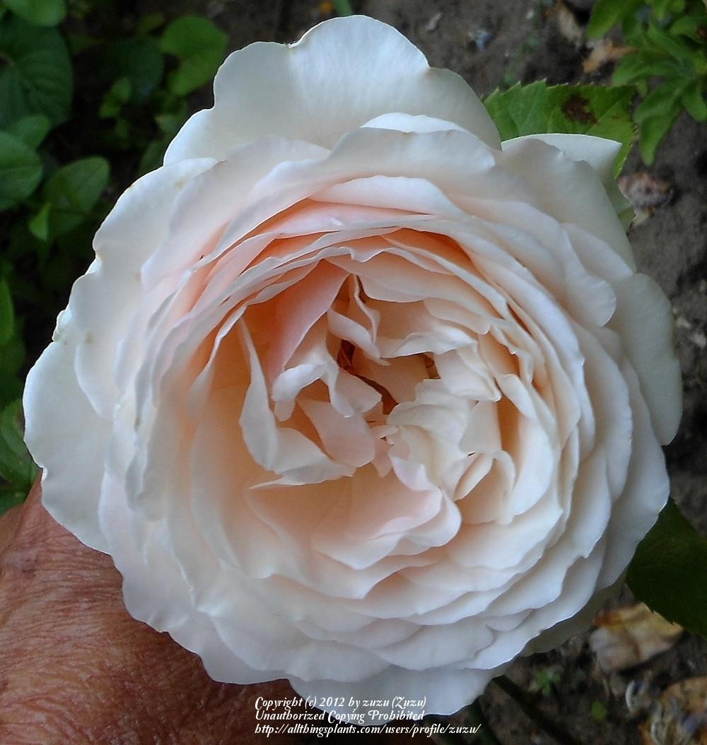 Photo of Rose (Rosa 'English Sachet') uploaded by zuzu