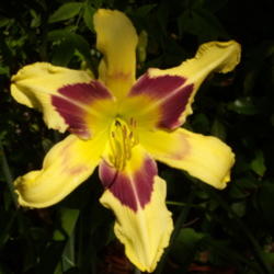 Location: My garden in Bakersfield, CA
Date: 2012-05-19 