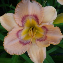 Location: My garden in Bakersfield, CA
Date: 2012-05-19 