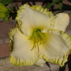 Location: My garden in Bakersfield, CA
Date: 2012-05-18 