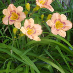 Location: My garden in Bakersfield, CA
Date: 2012-05-22 