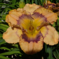 Location: My garden in Bakersfield, CA
Date: 2012-05-21 