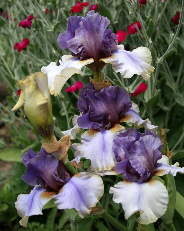 Photo of Tall Bearded Iris (Iris 'American Maid') uploaded by Calif_Sue